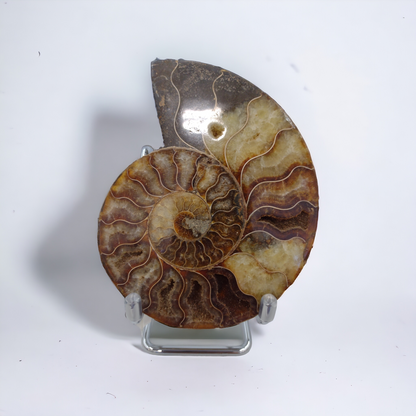 Ammonite Fossils N112.( Free Shipping )
