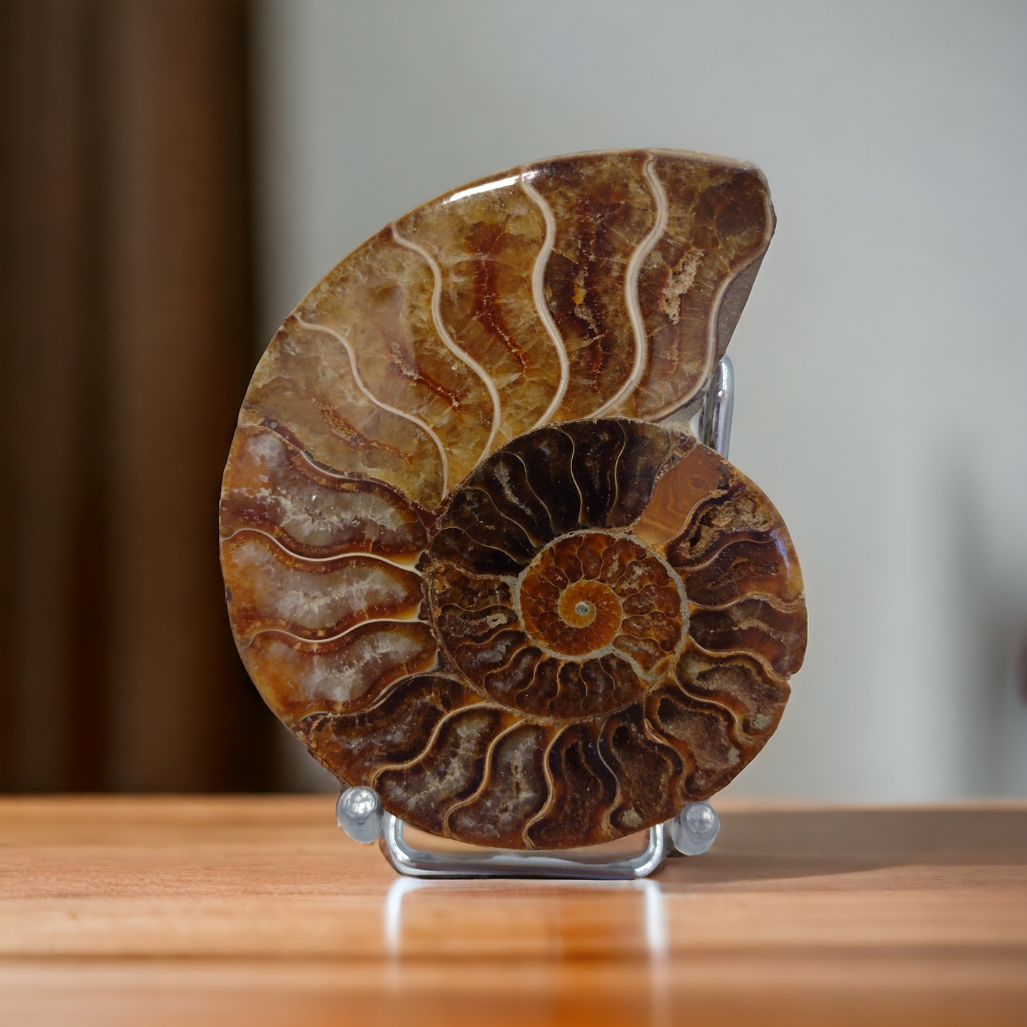 Ammonite Fossils N113.( Free Shipping )