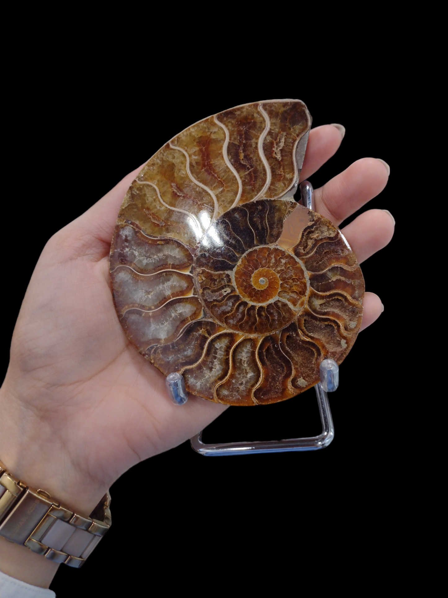 Ammonite Fossils N113.( Free Shipping )