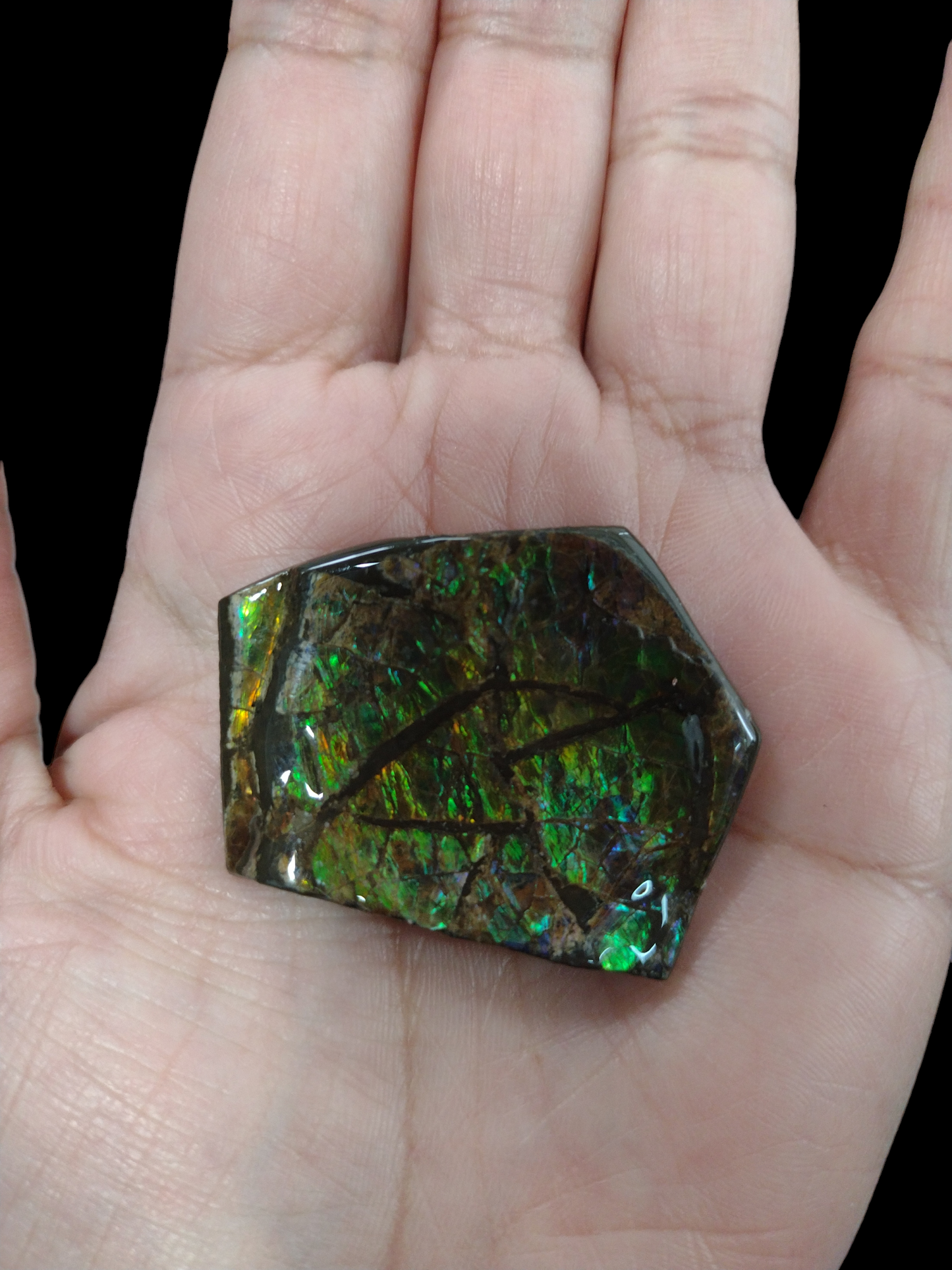 Ammolite Stone 15.86 Grams N242.( Free Shipping )