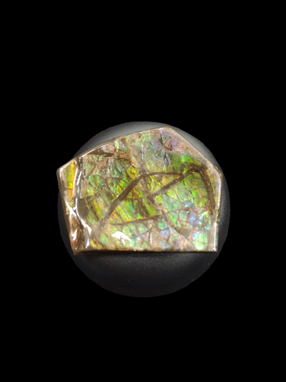 Ammolite specimen