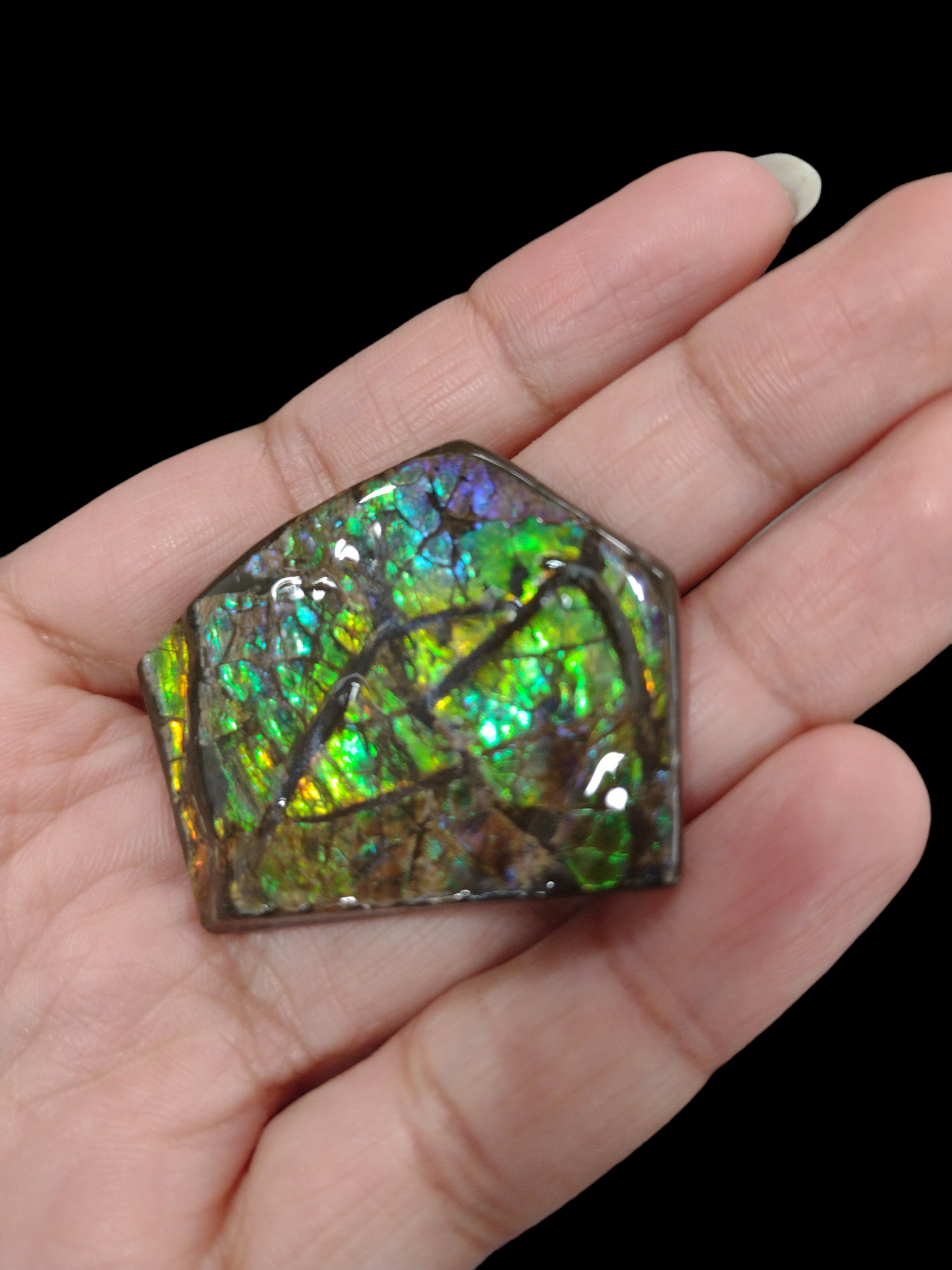 Ammolite Stone 15.86 Grams N242.( Free Shipping )