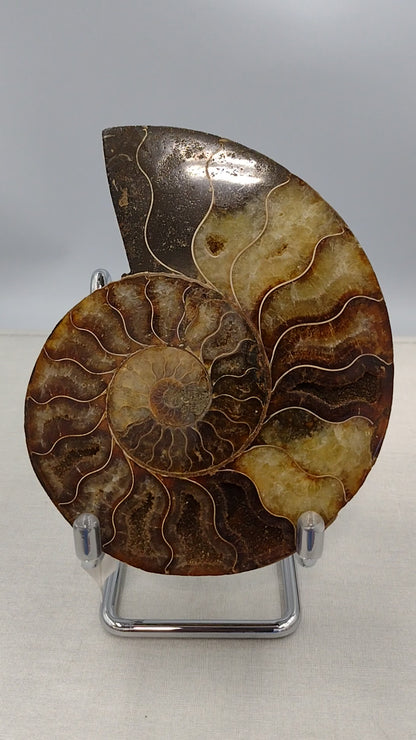 Ammonite Fossils N112.( Free Shipping )
